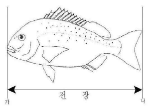 주둥이 끝부터 꼬리지느러미 끝까지의 직선거리입니다. · 공식 계측도
