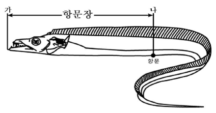 주둥이 끝부터 항문까지의 직선거리입니다. 꼬리 끝까지 재는 전장과 다릅니다. · 공식 계측도