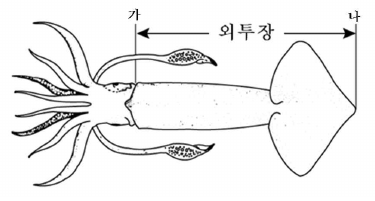외투막의 길이를 잽니다. 머리와 다리는 포함하지 않습니다. · 공식 계측도